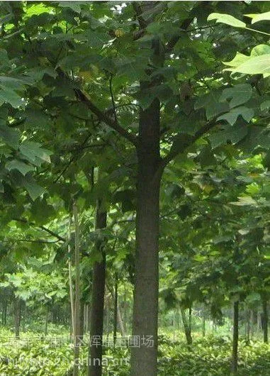 供应南京马褂木价格