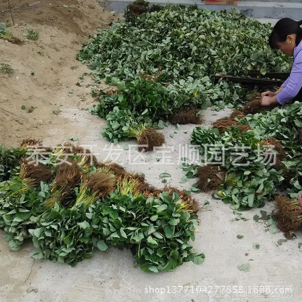 哪里卖的草莓苗便宜 哪里草莓苗适合大棚种植 哪里卖大棚草莓苗