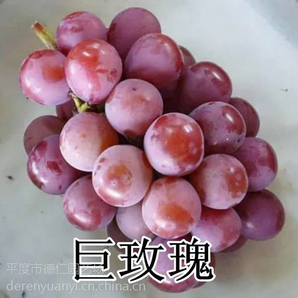 山东平度大泽山 扦插早熟 巨玫瑰葡萄苗 供应南北方葡萄种植技术