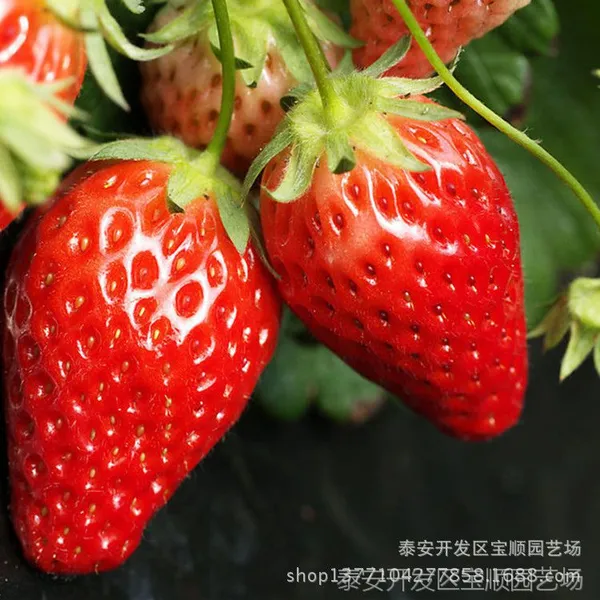种大棚选哪种草莓苗好 哪里有批发草莓苗的 草莓苗品种有哪些