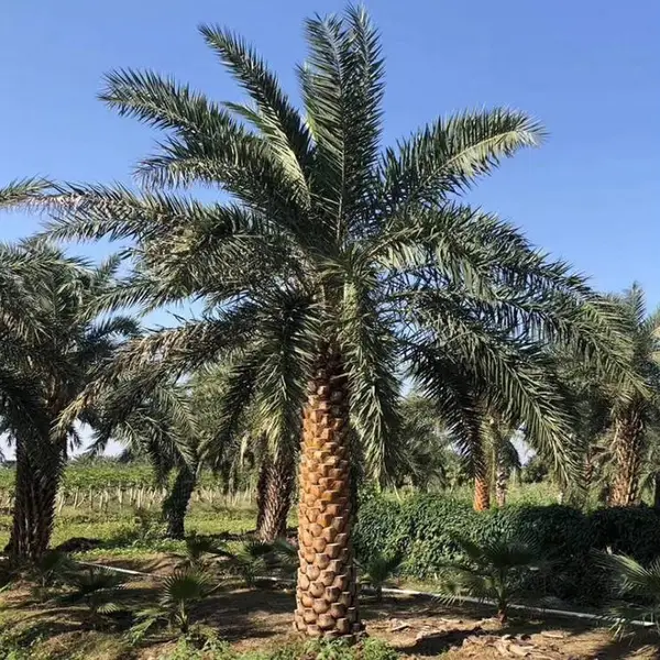 供应银海枣(中东海枣), 银海枣价格,加拿利海枣漳州种植基地直销