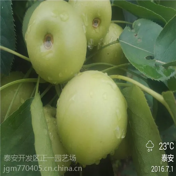 基地直销嫁接梨树苗 黄金梨树苗价格 1米高0.8公分粗晚熟成苗 高产矮化正一园艺场