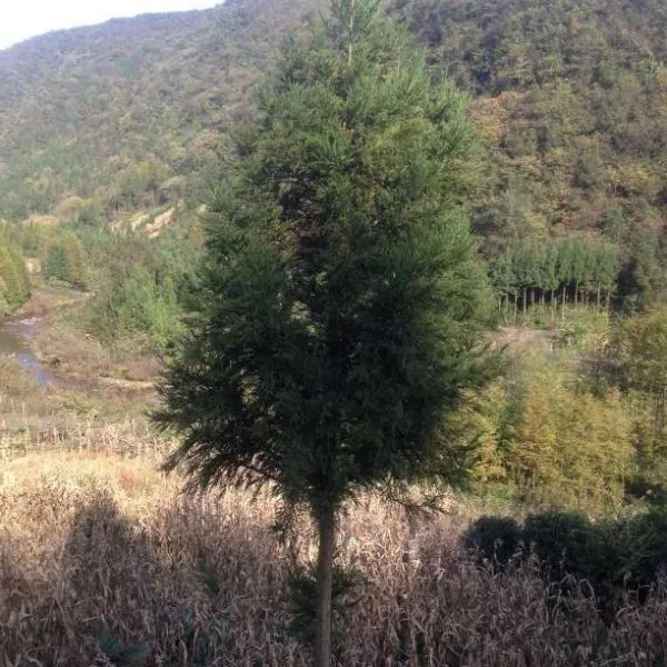 湖北星斗山柳杉树/树型美观如人工造型