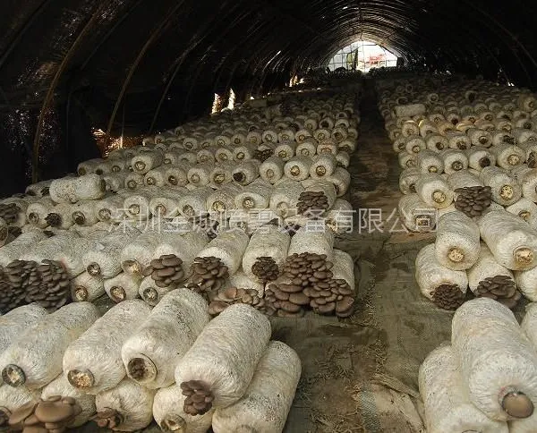 供应金诚大棚食用菌喷雾加湿系统