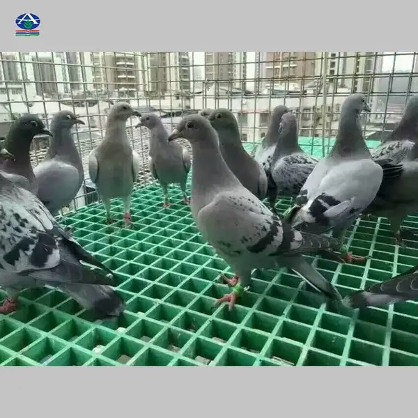 山东养羊用的玻璃钢漏粪板的哪里有卖 是河北华强