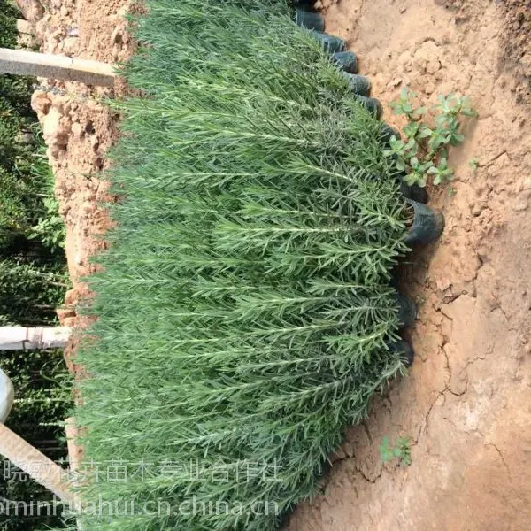 �޸�޹�²���ֲ���� ޹�²���������