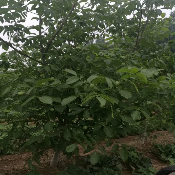 8518核桃苗哪的好? 泰安润佳农业品种齐全 价格优惠