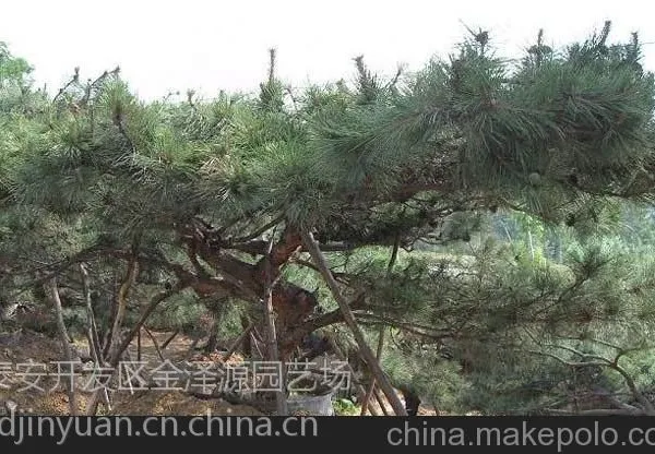 【供应黑松 黑松小苗 3米黑松 4米黑松 5米黑松5米景观松哪里买】