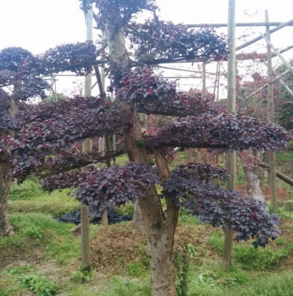 湖南红花继木价格造型红继木桩盆景