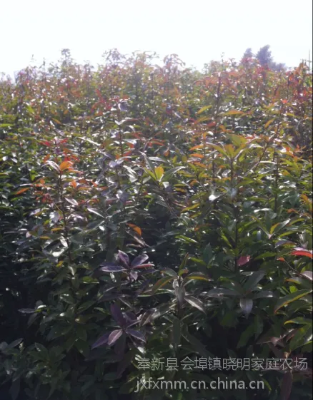 【小苗】木荷小苗、一年木荷苗木、供应1公分木荷、2公分木荷、3公分木荷