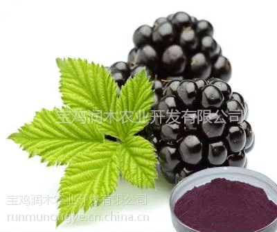 润木供应黑莓提取物黑莓果粉