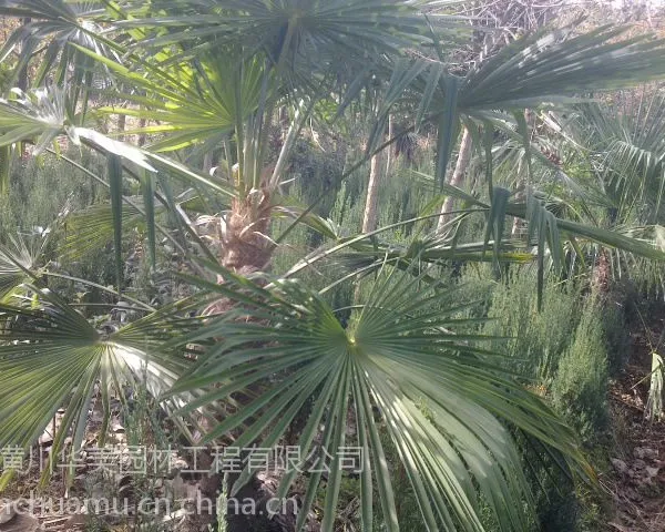 �����۸�1��������۸�2��������۸�3����鵼۸�50���ָ���鵼۸�