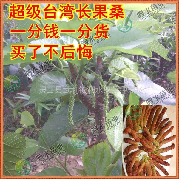 供应新品促销 超级台湾长果桑种苗 庭院阳台盆栽南方果树苗木植物批发