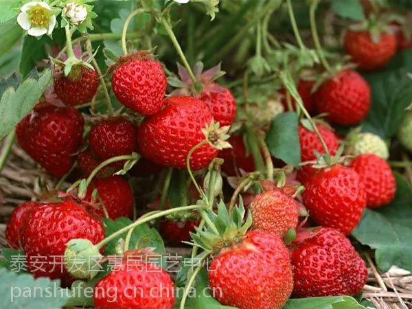 山东泰安章姬草莓苗批发价格,山东草莓苗多少钱,大棚草莓苗