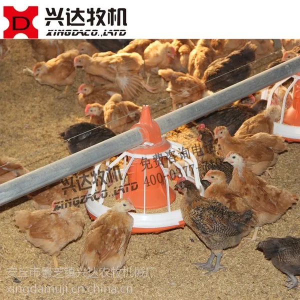 江苏徐州肉鸡料线自动化养鸡设备 土鸡养鸡专用设备肉鸡自动喂料线