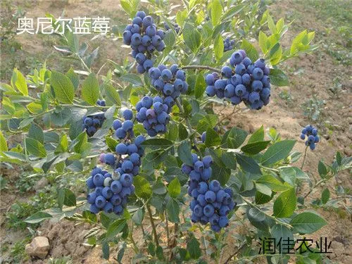 泰安润佳农业蓝莓苗基地大量供应各种优质品种蓝莓苗