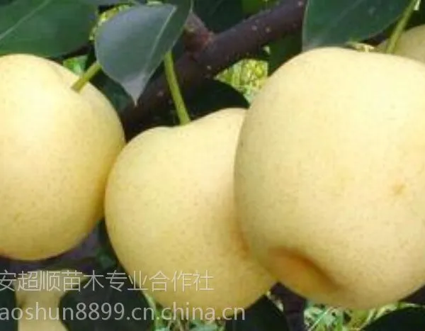 超低价物美价廉果实大且易成活的梨苗