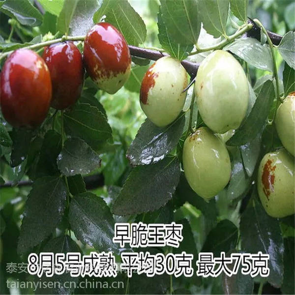 ֱ���޽������� ѩ���� ���Ʒ����ȫ