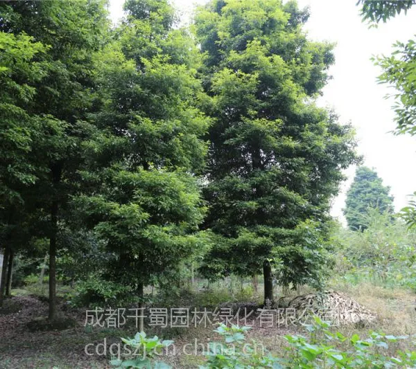 СҶ���,��˿�ľ,�ľ�۸�,�ɶ��ľ����