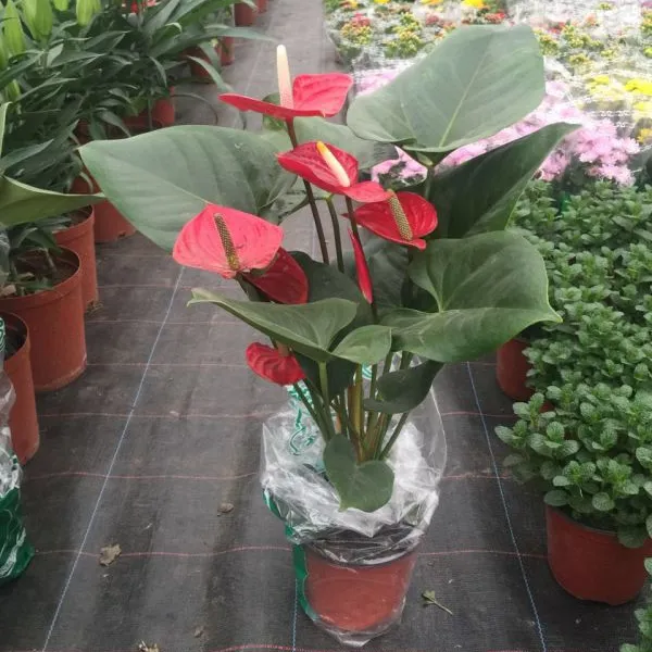 成都草花基地 供应多种草花 紫娇花 鸢尾 西洋鹃 摆花 春节用花