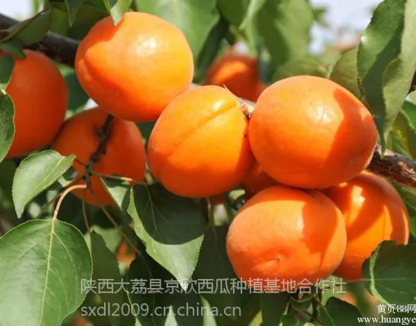 45以上的陕西金太阳杏价格