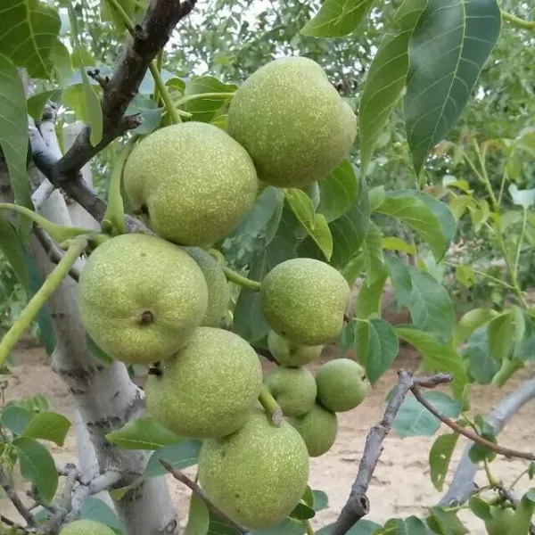 嫁接薄皮核桃苗、嫁接核桃苗、核桃苗基地