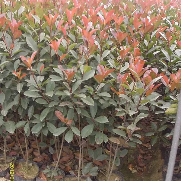 供应红叶石楠价格、红叶石楠杯苗、山东红叶石楠价格、优质石楠营养杯、