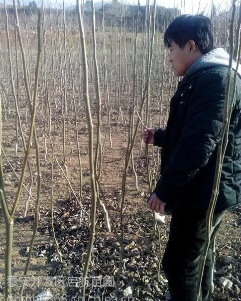核桃实生苗价格,核桃嫁接苗批发,哪里有核桃苗