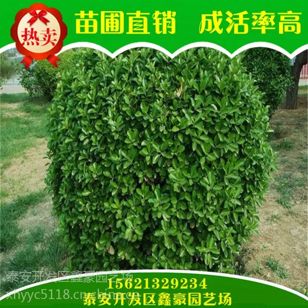哪里有冬青小苗出售 鑫豪园艺场批发冬青小苗