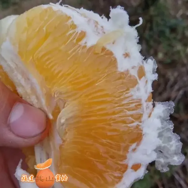 供应甜葡萄柚苗(一年苗50CM)