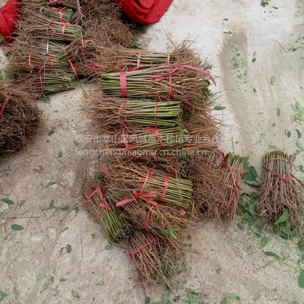 哪里的香椿苗 香椿苗什么品种