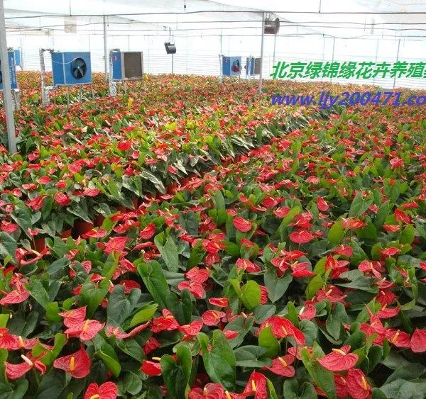 北京开业花篮租赁 鲜花出租 花卉租摆