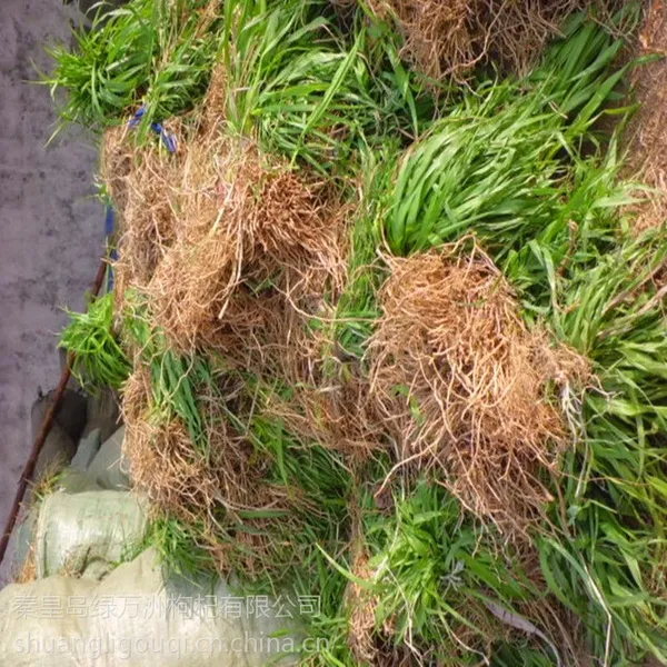 大量出售黄花菜苗( 金针苗 萱草)抗旱抗寒好成活