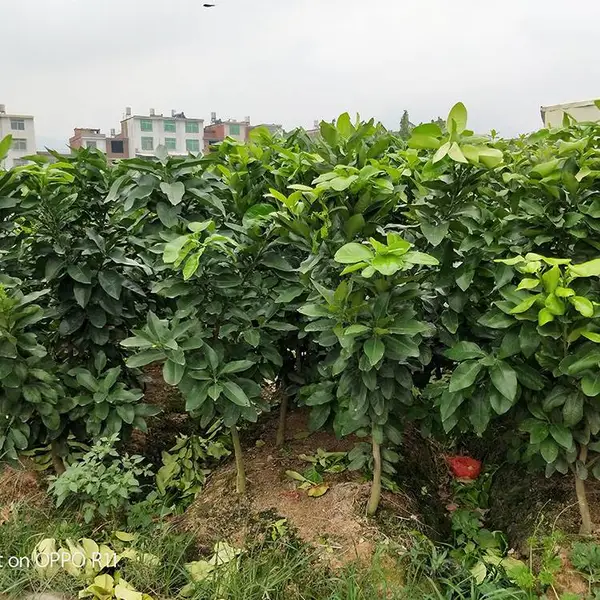 三红蜜柚苗哪家卖的比较好,红皮红肉蜜柚苗|三红柚子苗基地