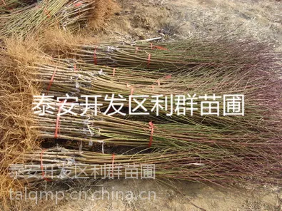 供应桃树苗 优质品种桃树苗 桃树树苗批发 桃树嫁接苗 桃树苗价格
