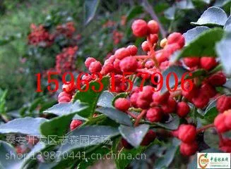 ʨ��ͷ�����繩Ӧ ʨ��ͷ��������