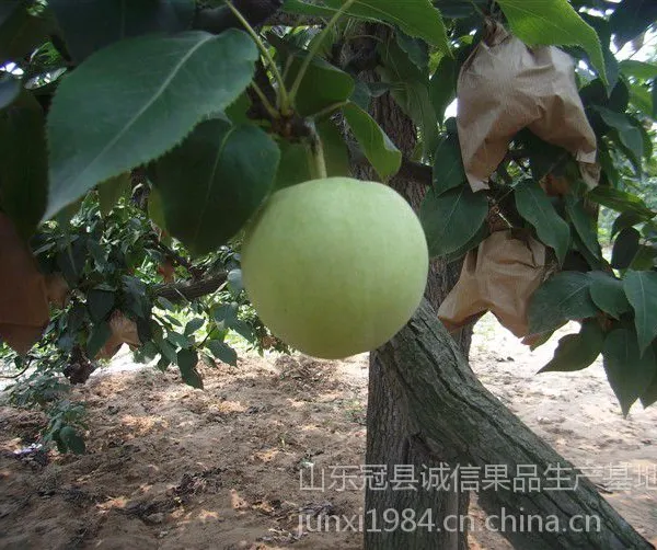 供应2014年绿宝石梨供应商/绿宝石梨产地