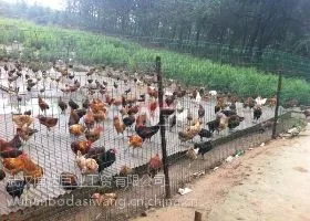 【特别推荐】优质铁丝网围栏 恩施养殖网 武汉散养鸡栏栅