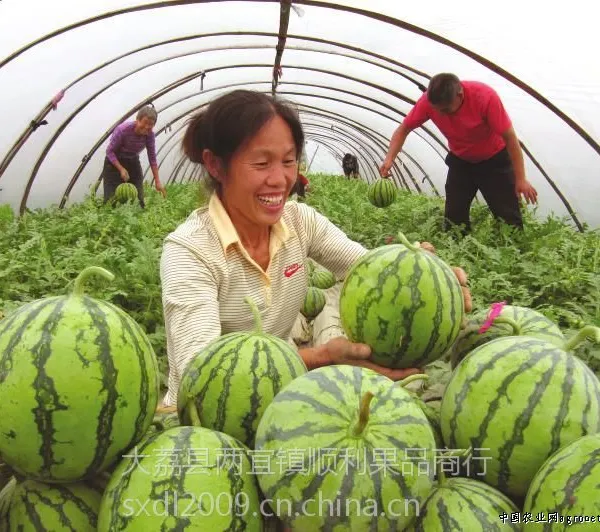 供应陕西大棚西瓜蒲城大棚西瓜8斤以上的大棚西瓜价格