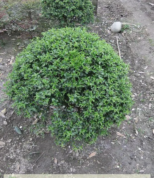 成都苗木基地供应金禾女贞 成都金禾女贞价格 成都金禾女贞苗木基地