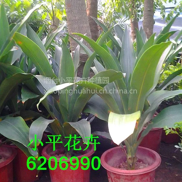 植物花卉租赁|烟台酒店花卉租赁|庆典花卉租赁|园林花卉租赁