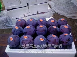 供应陕西巨力王李子 55以上巨力王李子价格 个大脆甜耐运输