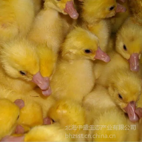 养殖种苗广西南宁皖西白鹅苗;大白鹅批发价格;厂家直销