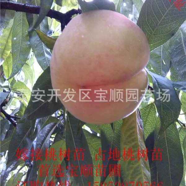 嫁接桃树苗 桃树苗什么品种好 桃树苗价格 购桃树苗宝顺苗木