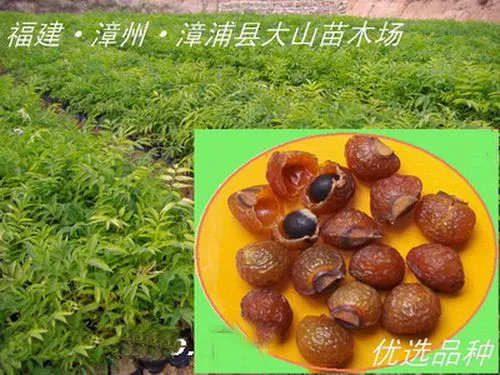 供应无患子种子,洗手果,优良品种,大果实
