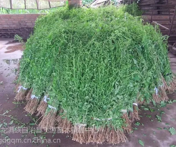 出售占地枸杞苗 免费送货