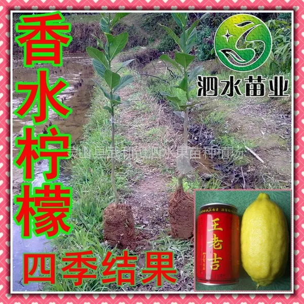供应台湾四季香水柠檬苗 庭院阳台盆栽绿化南方果树苗木批发
