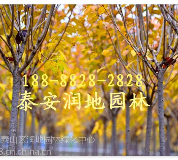 山东4公分樱花树价格