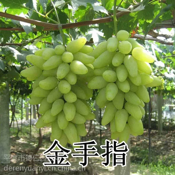 山东大泽山 金手指葡萄苗 嫁接苗 自根苗 晚熟高产 3-8年葡萄苗
