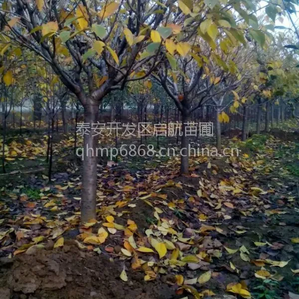 泰安7公分樱花树苗,8公分樱花价格